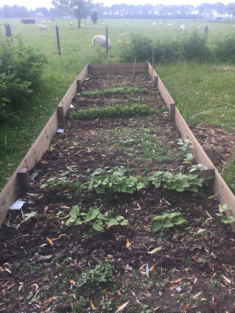 moestuin op tafel bak 1