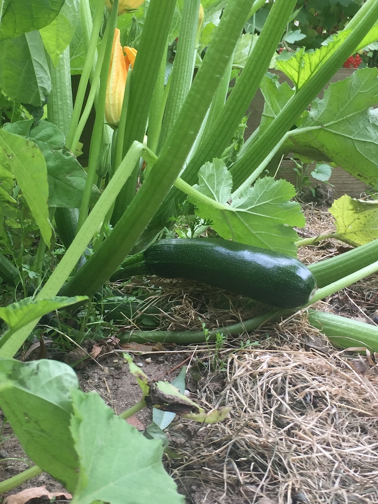 moestuin op tafel courgette 22 juni 18