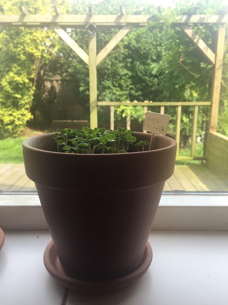 moestuin op tafel radijs vensterbank 9 aug 17